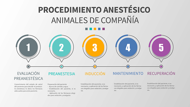 Auxiliar Técnico Veterinario - ATV, auxiliar de veterinaria, curso atv.