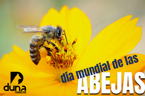 Auxiliar Técnico Veterinario - ATV, auxiliar de veterinaria, curso atv.