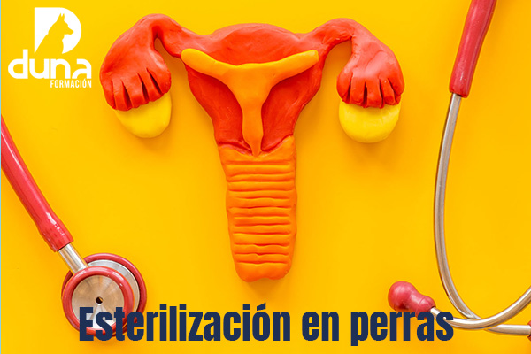 Auxiliar Técnico Veterinario - ATV, auxiliar de veterinaria, curso atv.