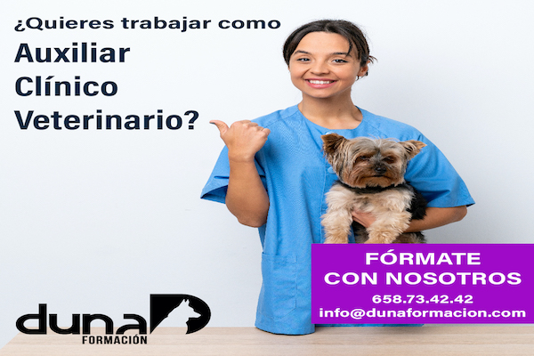 Auxiliar Técnico Veterinario - ATV, auxiliar de veterinaria, curso atv.