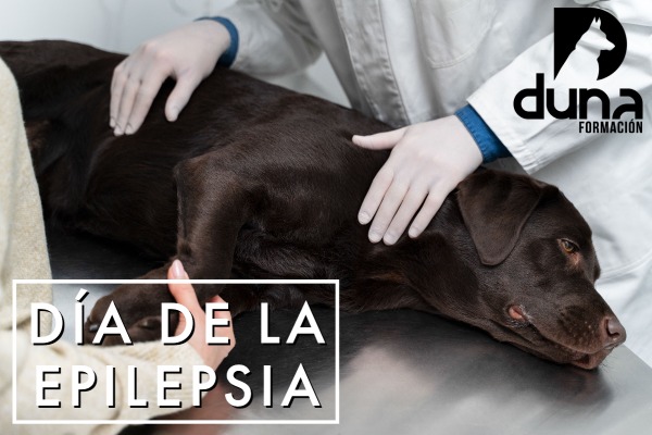 Auxiliar Técnico Veterinario - ATV, auxiliar de veterinaria, curso atv.