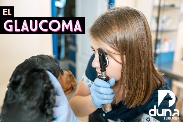 Auxiliar Técnico Veterinario - ATV, auxiliar de veterinaria, curso atv.