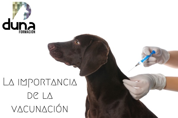 Auxiliar Técnico Veterinario - ATV, auxiliar de veterinaria, curso atv.