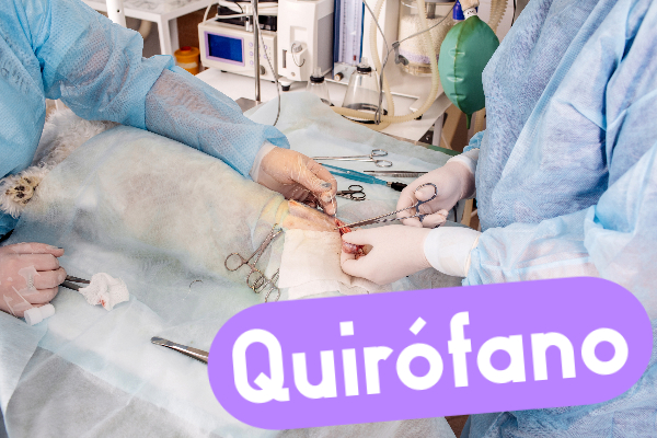 Auxiliar Técnico Veterinario - ATV, auxiliar de veterinaria, curso atv.