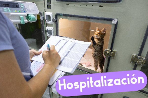 Auxiliar Técnico Veterinario - ATV, auxiliar de veterinaria, curso atv.