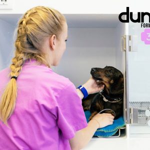 Curso Práctico Auxiliar Clínico Veterinario