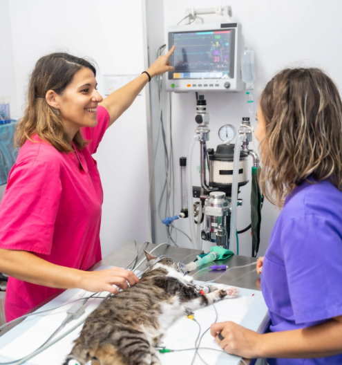 Prácticas Auxiliar Clínico Veterinario ACV ATV