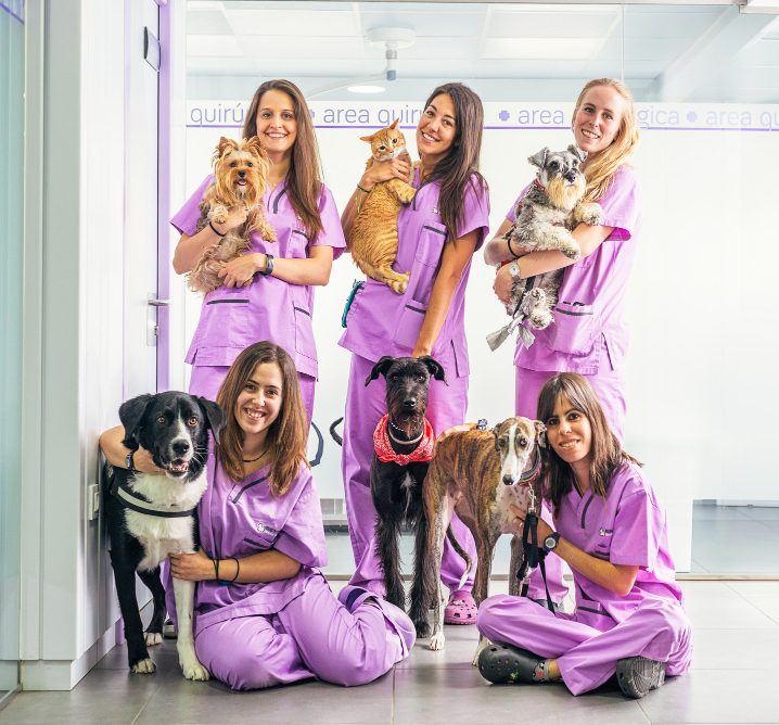Formación completa para ser Auxiliar Clínico Veterinario con prácticas reales y temario adaptado al BOE